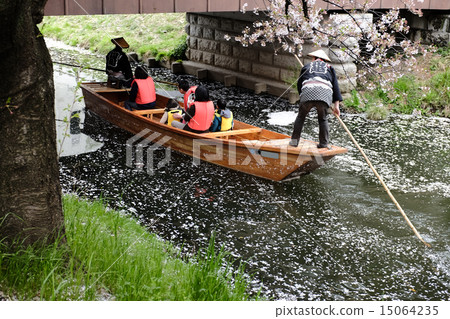 櫻花下的江戶川越春遊 15064235