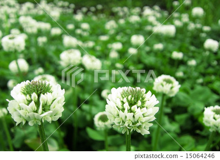 三葉草花 三葉草花 15064246