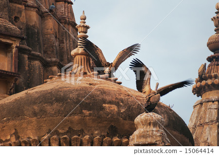 Indian Vultures on the roof of Cenotaphs in Orchha 15064414