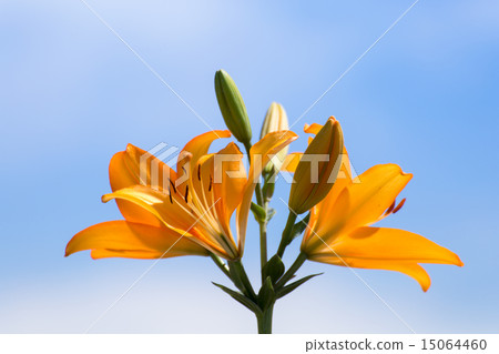 Orange lily Orange lily 15064460