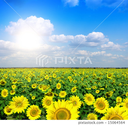 yellow field of sunflowers yellow field of sunflowers 15064564