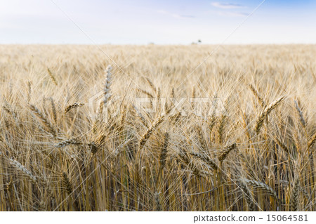 Wheat field under cloudscape 15064581
