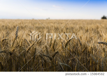 Wheat field under cloudscape Wheat field under cloudscape 15064582