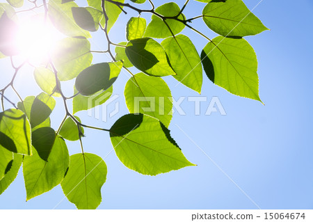 Branch green leafes in sunny day Branch green leafes in sunny day 15064674