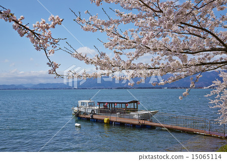 海津的櫻花 15065114