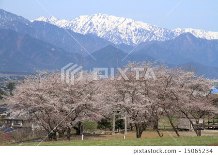 春天安曇野·櫻花和北阿爾卑斯山 15065234