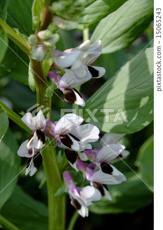 Empty bean flower Empty bean flower 15065243