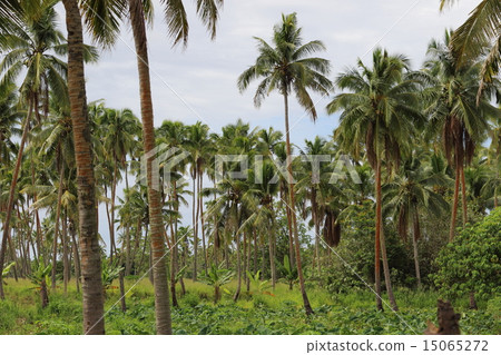 Kingdom of Tonga 15065272