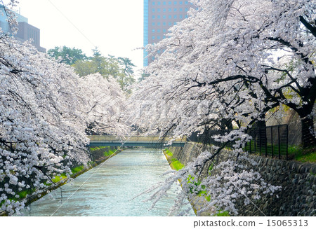 Cherry Blossoms Cherry Blossoms 15065313