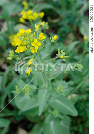 Flower of chingen sai 15065522