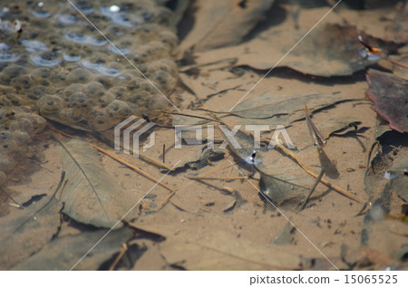 Frog eggs and medaka 15065525