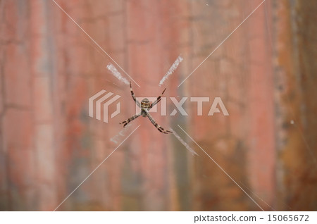 小Araneidae 15065672