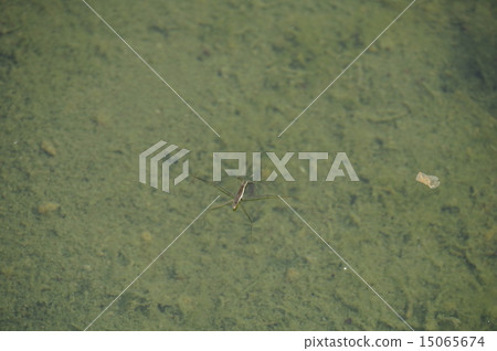 水黽 水黽 15065674