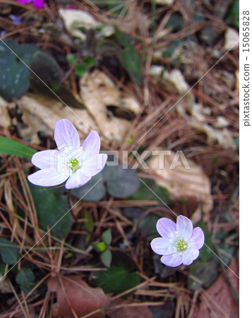 雪种族 雪种族 15065828