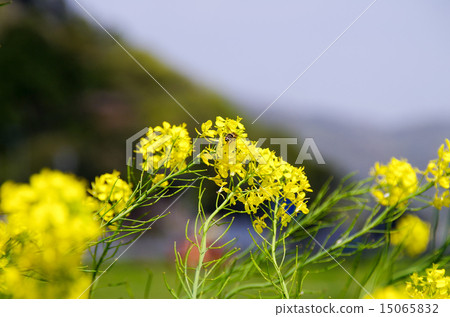 蜜蜂 蜜蜂 15065832