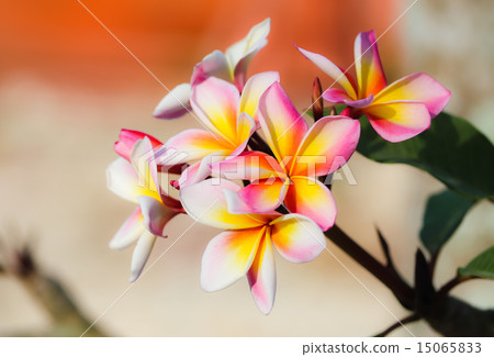 Plumeria flower 15065833