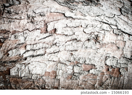 wood bark texture wood bark texture 15066193