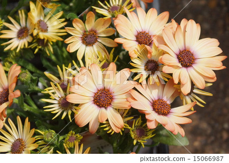 Osteos Perumum 01 Osteos Perumum 01 15066987