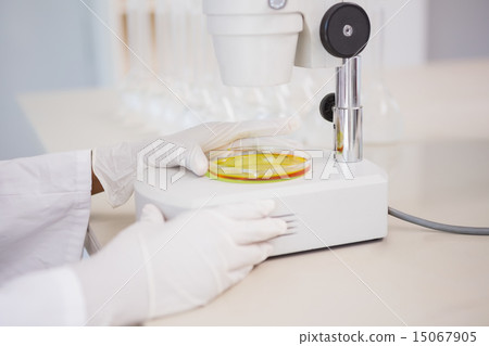 Scientist looking at petri dish with microscope 15067905