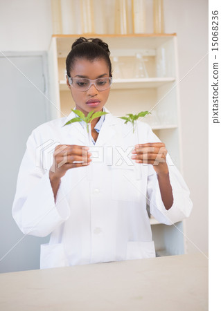 Scientist looking at sprouts in test tube 15068236