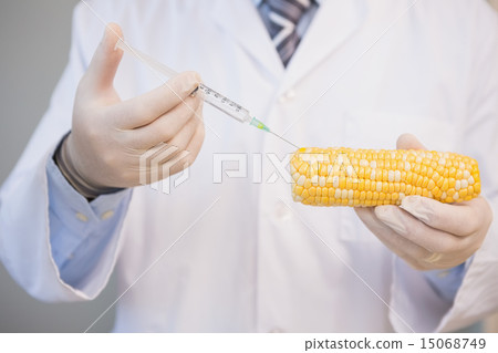 Food scientist examining corn Food scientist examining corn 15068749