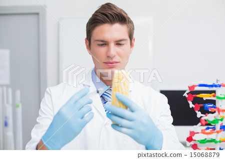 Biologist examining corn with syringe 15068879