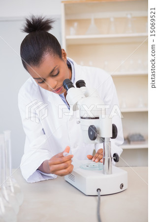 Scientist examining petri dish under microscope 15069521