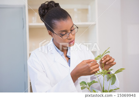 Scientist examining plant 15069948