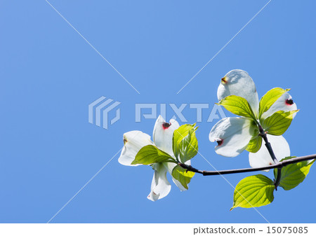 White flower tree in the blue sky 15075085