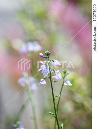 Flower of Matsuba Okan (Matsubakuran) 15075090