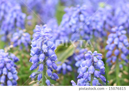 Muscari 15076815