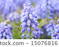 Muscari 15076816