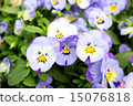 Pansy 15076818