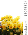 Pansy 15076824