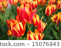 Tulip field 15076843