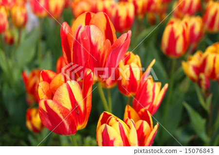 Tulip field 15076843
