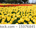 Tulip field 15076845
