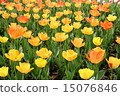 Tulip field 15076846