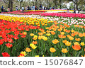 Tulip field 15076847