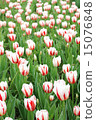 Tulip field 15076848