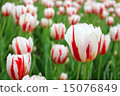 Tulip field 15076849