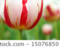 Tulip 15076850