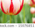 Tulip 15076851