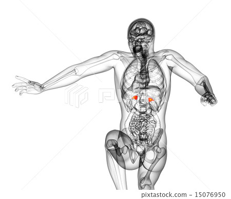3d render medical illustration of the spleen 15076950