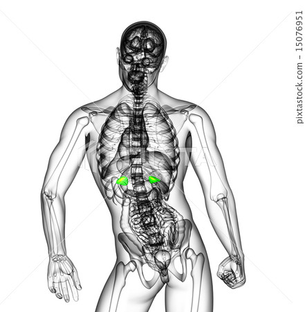 3D medical illustration of the adrenal 3D medical illustration of the adrenal 15076951