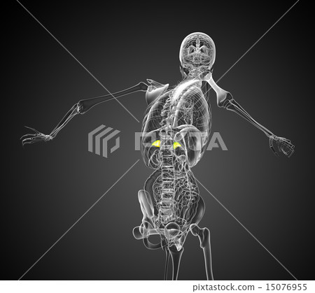 3d render medical illustration of the spleen 15076955