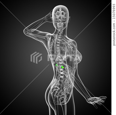 3d render medical illustration of the spleen 15076993
