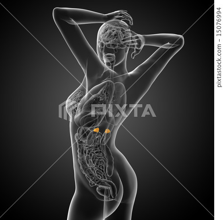 3d render medical illustration of the spleen 3d render medical illustration of the spleen 15076994