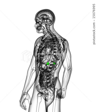 3D medical illustration of the adrenal 15076995