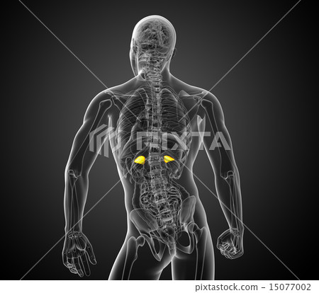 3d render medical illustration of the spleen 3d render medical illustration of the spleen 15077002